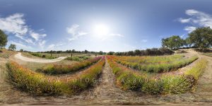 Field of Lavandas