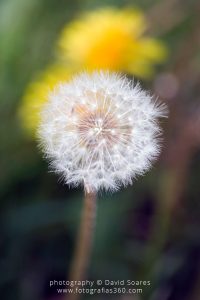 Flor Macro