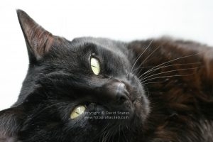 Cat “Meninho”